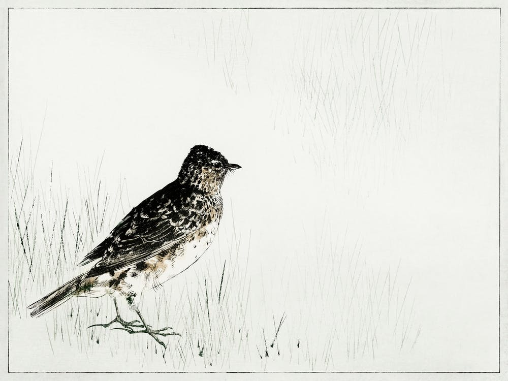 Skylark Illustration From Bijutsu Sekai (1893 1896), Watanabe Seitei