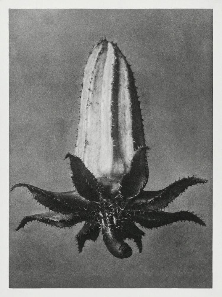 Rough Leaved Michauxia (1928), Karl Blossfeldt