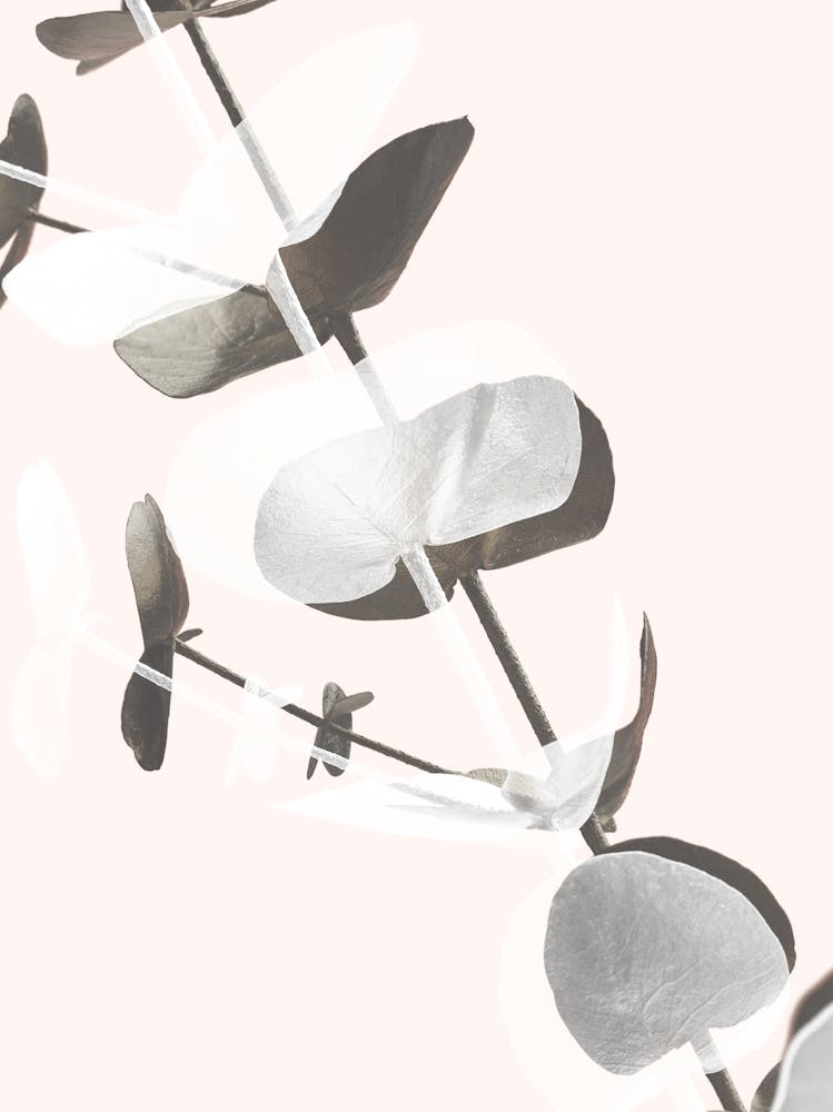 Eucalyptus Leaves_2061448