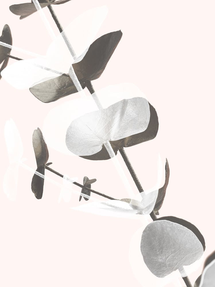 Eucalyptus Leaves_2061448