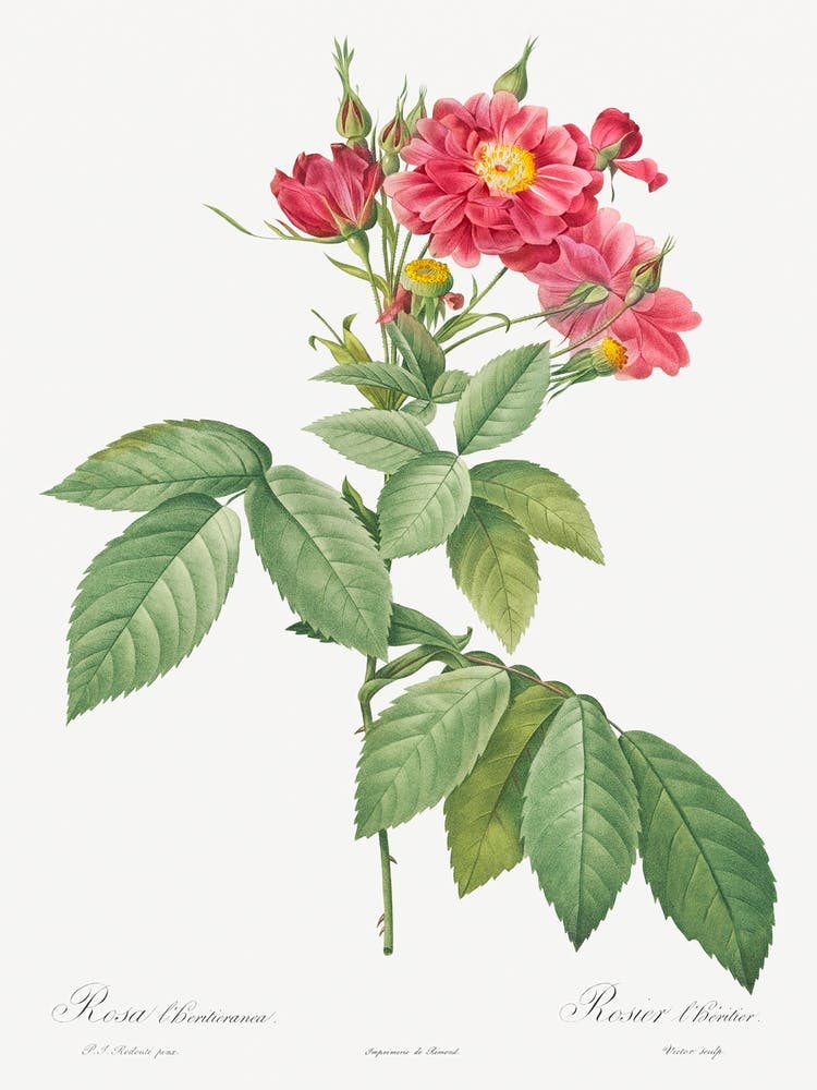 Boursault Rose, Pierre Joseph Redoute 1