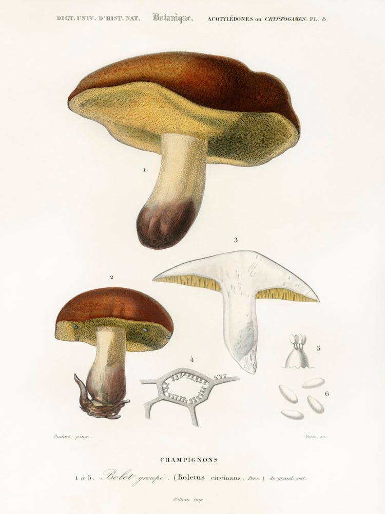 Mushroom (Boletus Circinans), Charles Dessalines D' Orbigny