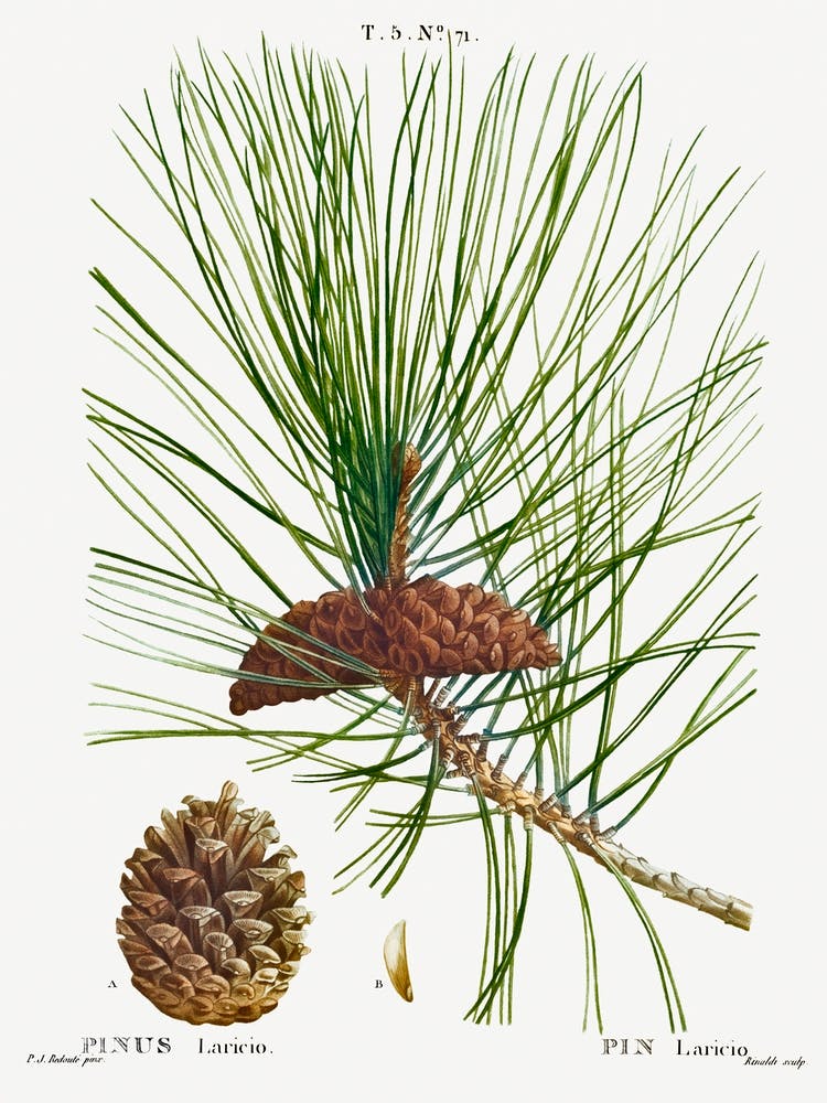 Black Pine, Pierre Joseph Redoute