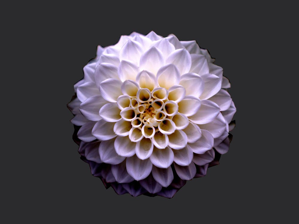 Dahlia