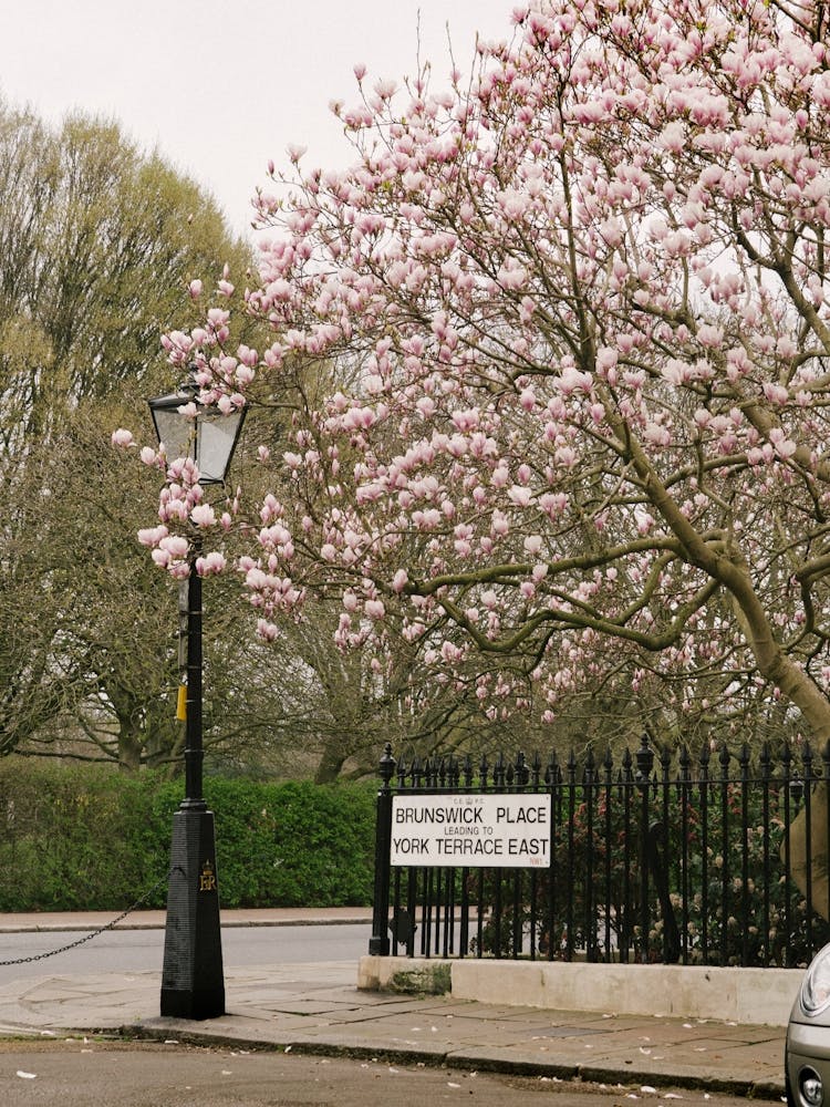 Magnolia Tree
