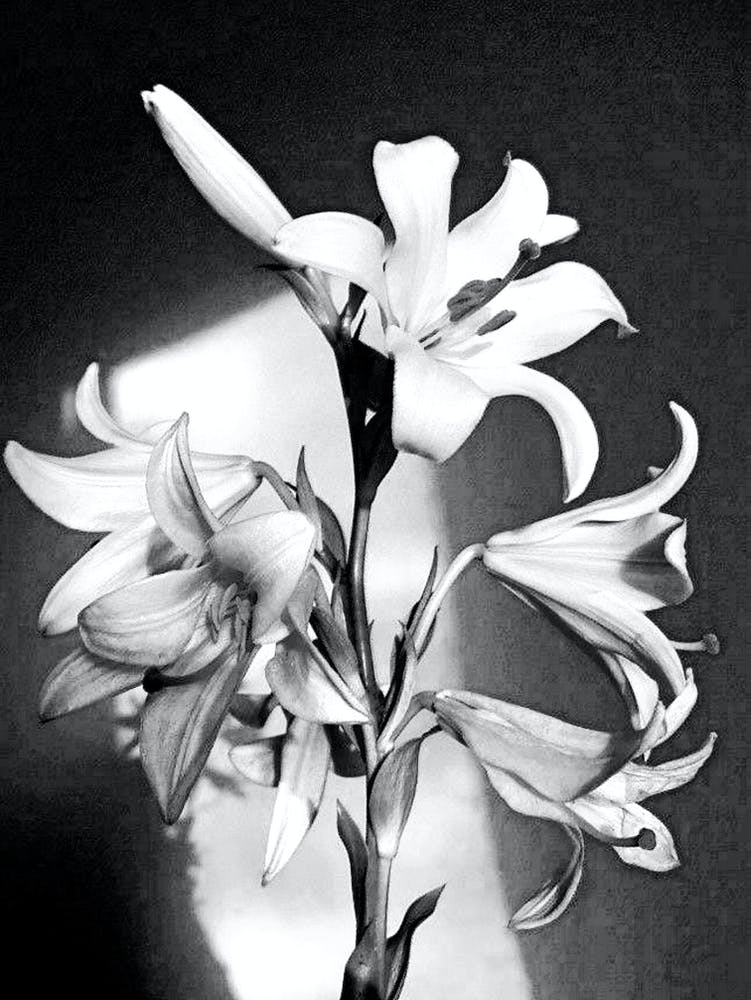Orchid Art 3