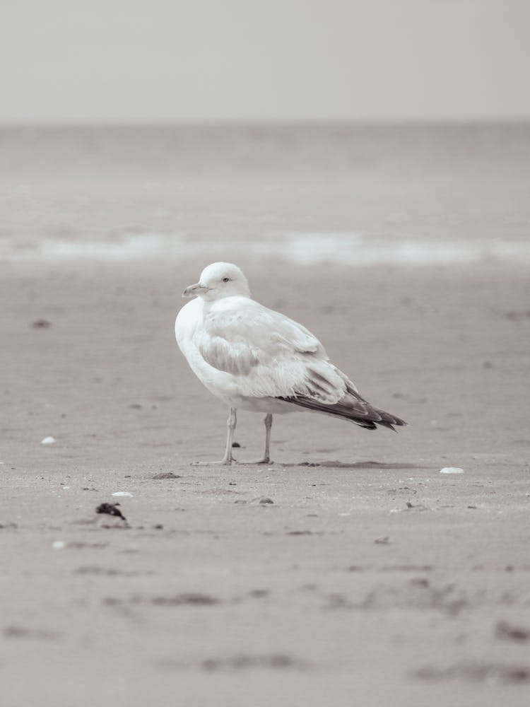 Seagull On The Beach