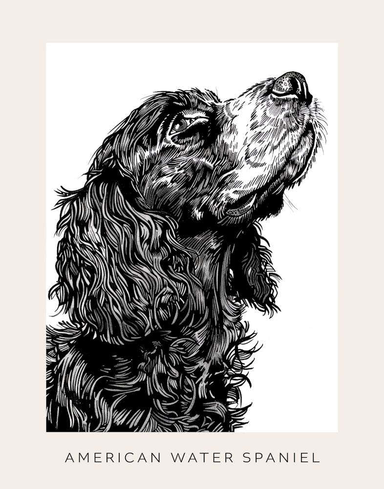 American Water Spaniel Line Sketch 1 Poster