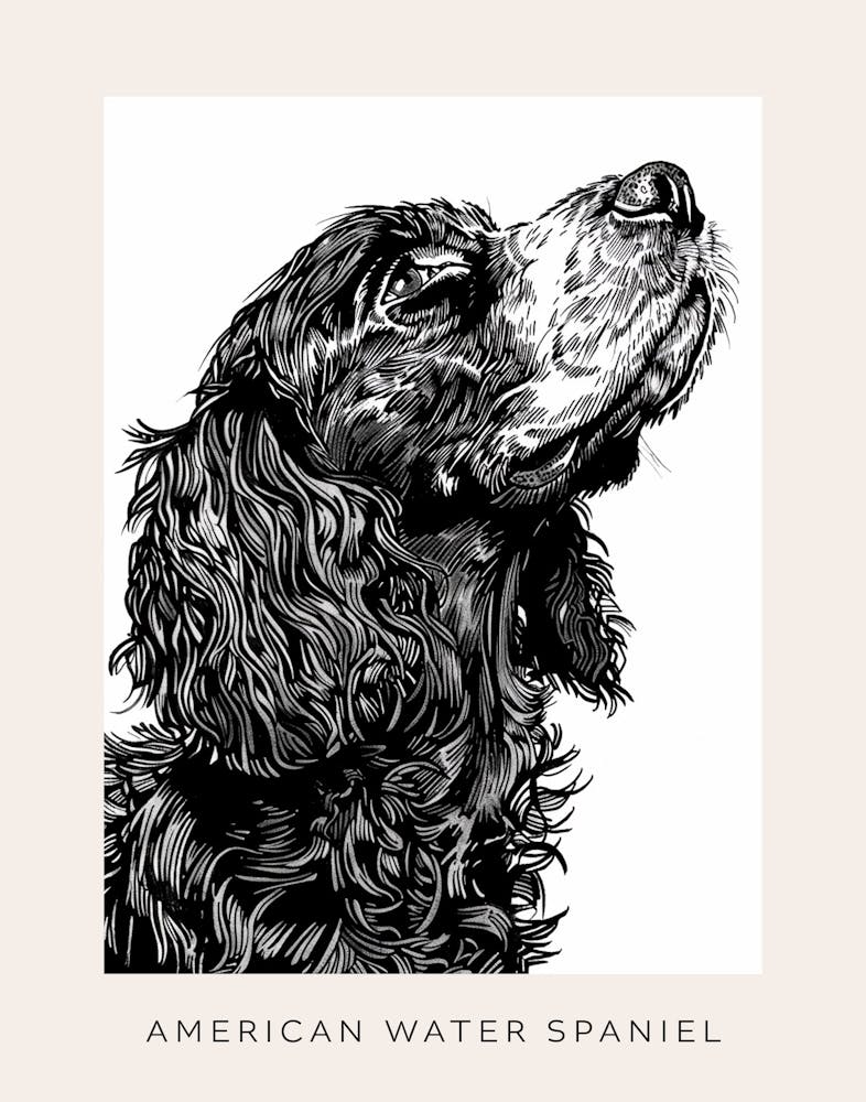 American Water Spaniel Line Sketch 1 Poster