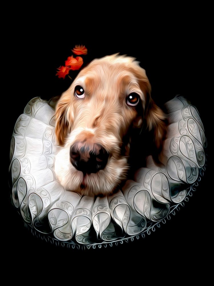 Shy Dog Lady Dora Pet Portraits