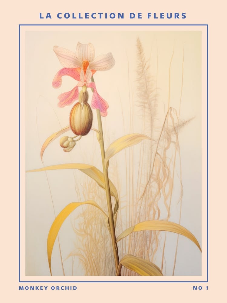 Monkey Orchid French Flower Botanical Poster