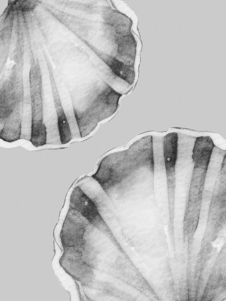 Two Seashells