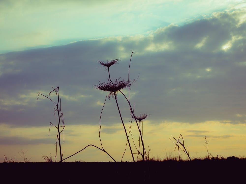 Silhouette Of Vegetation At Sunset