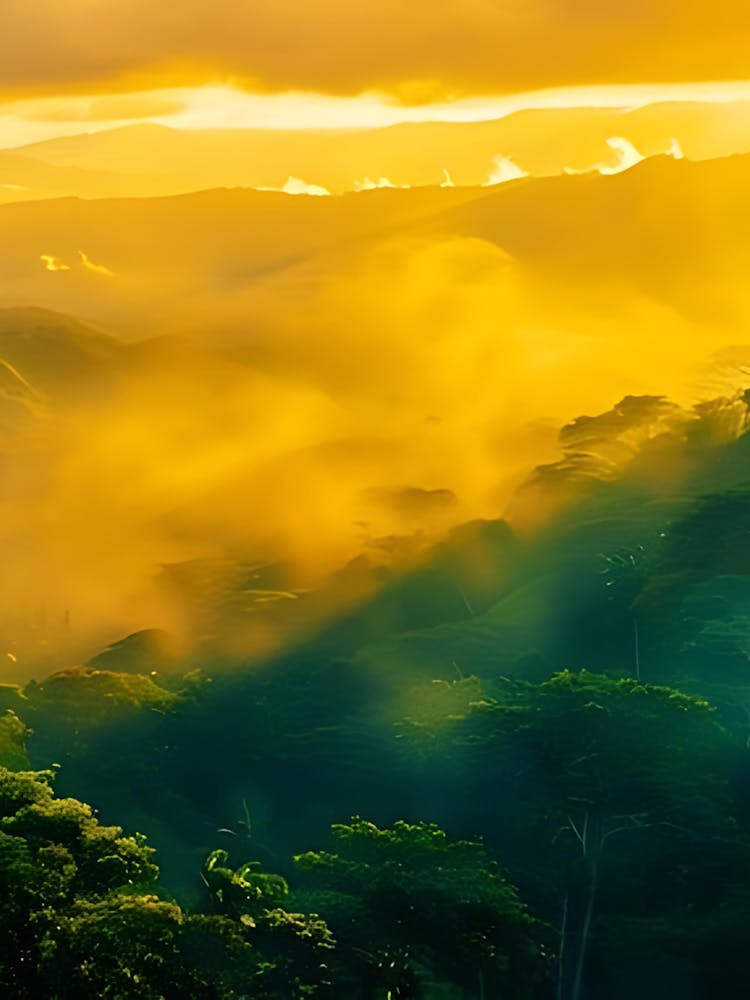 Sunrise In The Jungle