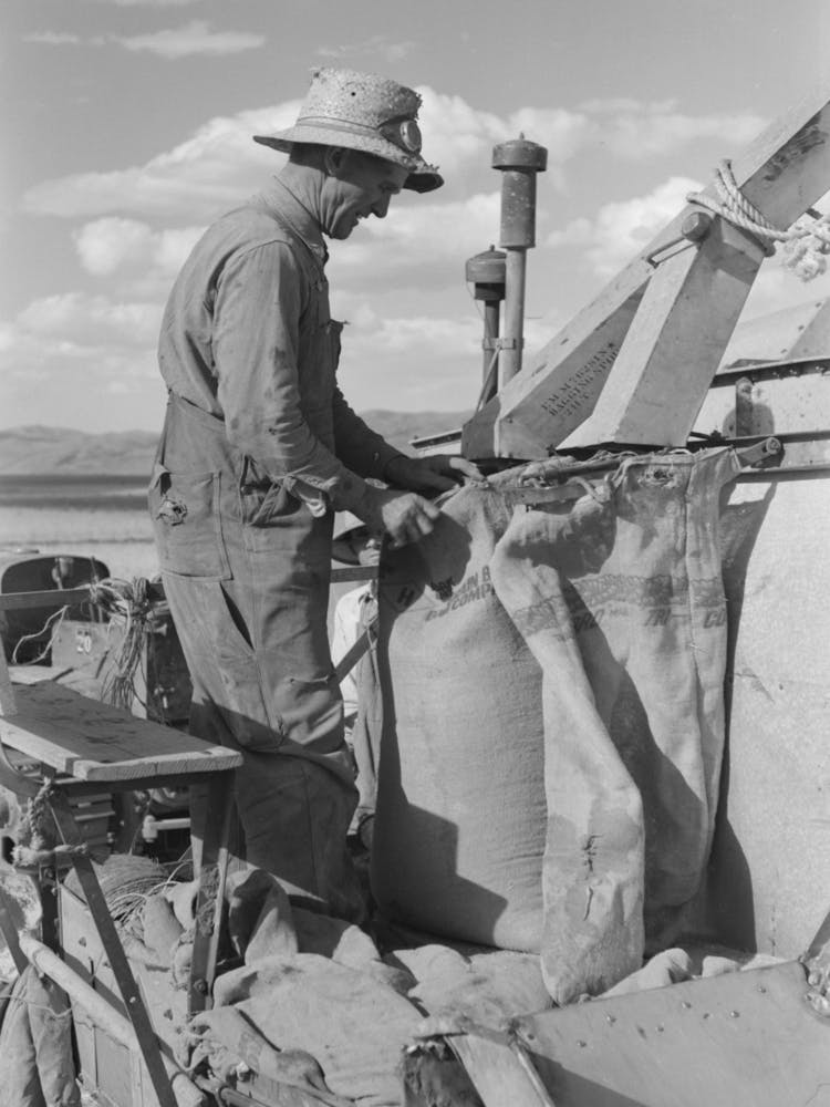 Mormon Farmer Who Lives In Snowville, Utah And Who Farms In Oneida County, Idaho, Bagging Wheat By Russell Lee