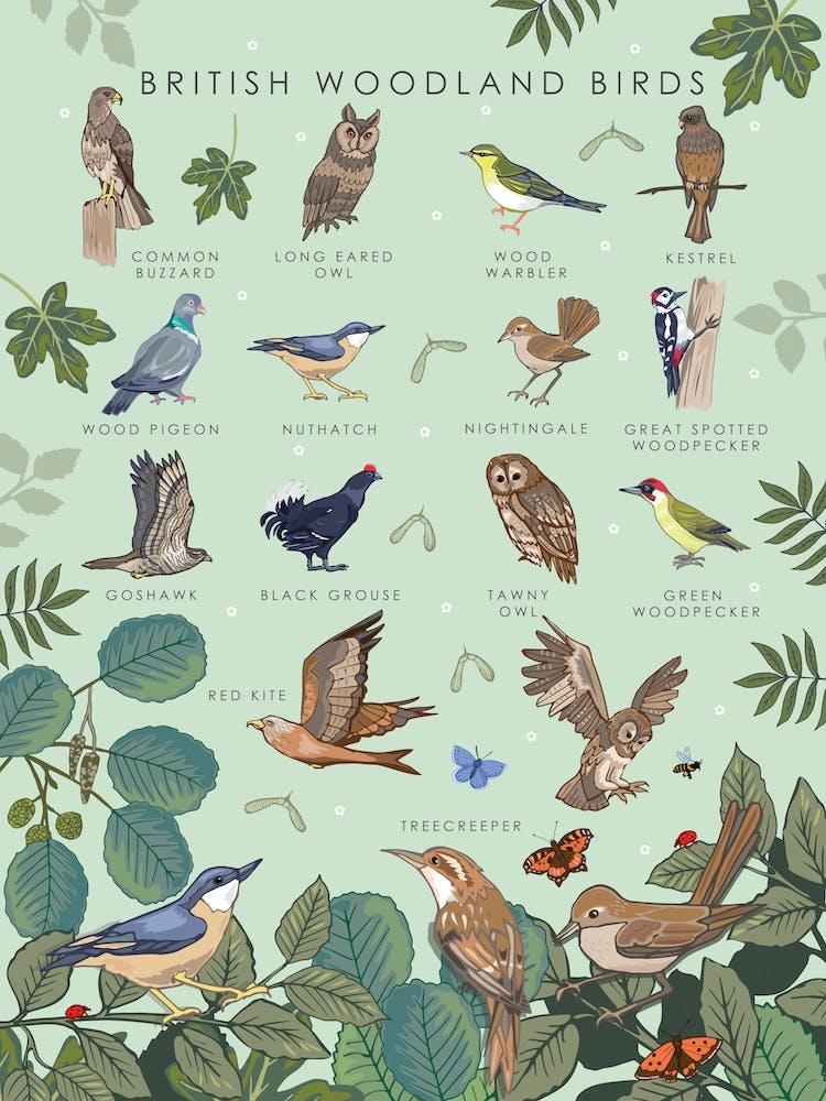 British Woodland Birds