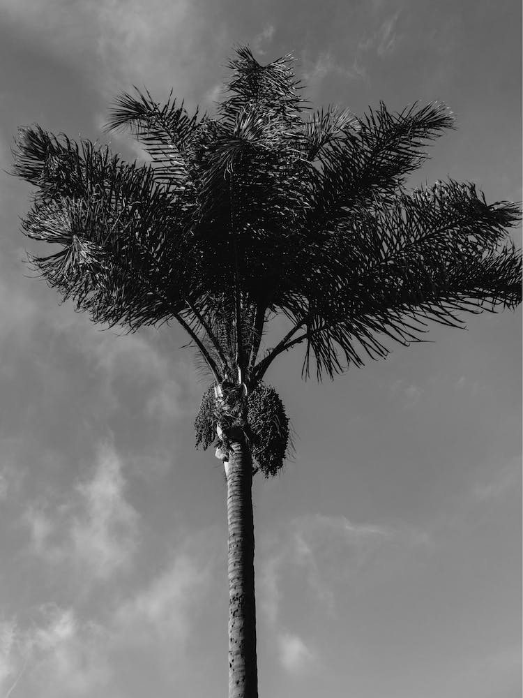 Monochrome Palm Tree