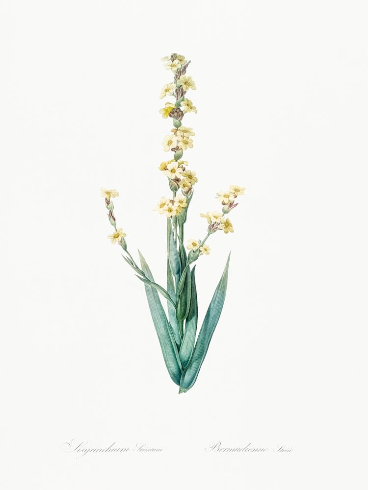 Pale Yellow Eyed Grass Illustration From Les Liliacées (1805), Pierre Joseph Redoute