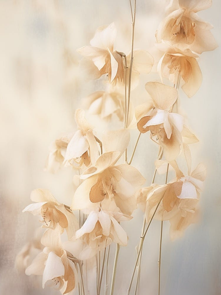 Boho Dried Flowers Orchid 2