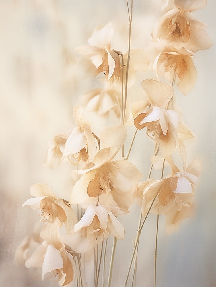 Boho Dried Flowers Orchid 2