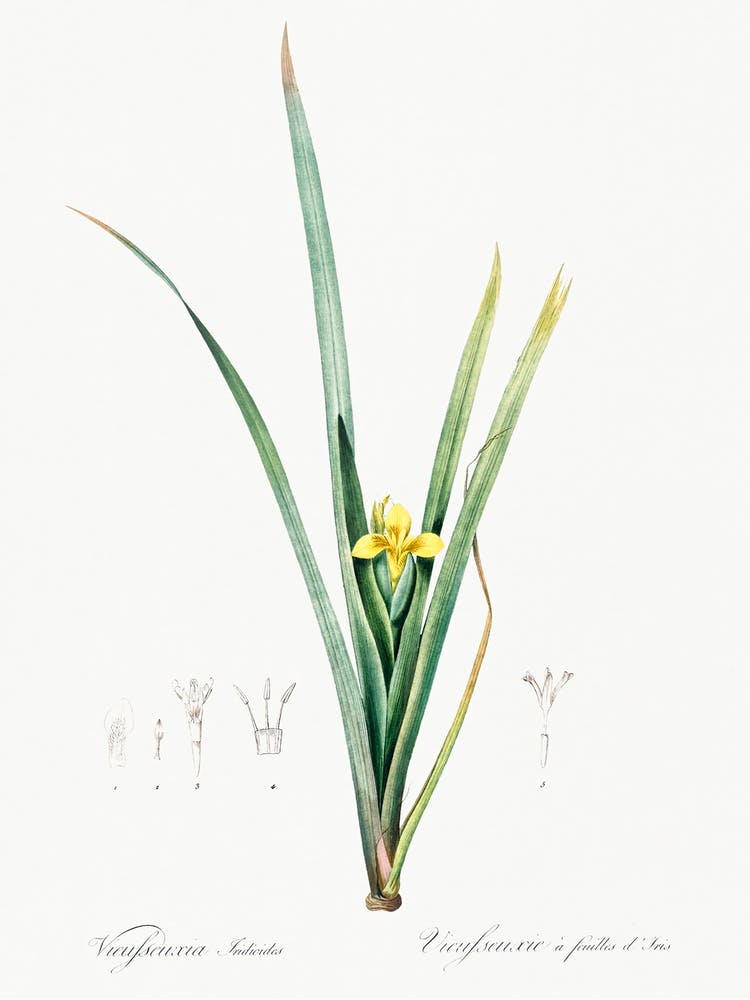 Yellow Iris Illustration From Les Liliacées (1805), Pierre Joseph Redoute