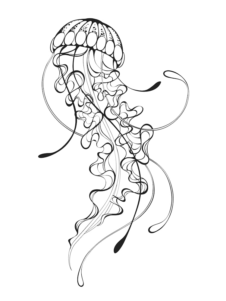 Jellyfish