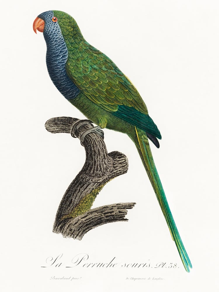 The Monk Parakeet From Natural History Of Parrots, Francois Levaillant