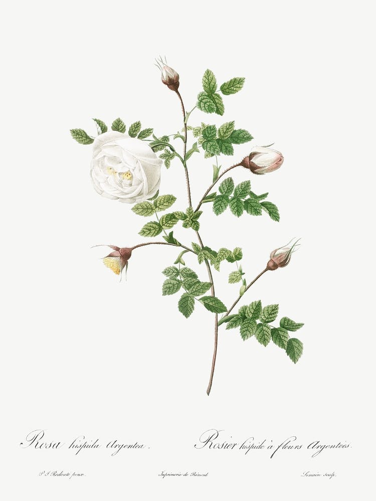 Silver Flowered Hispid Rose, Pierre Joseph Redoute