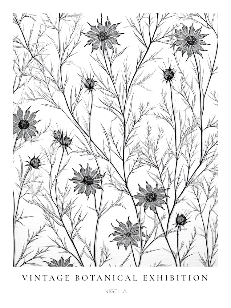 Nigella B&W Vintage Botanical Poster
