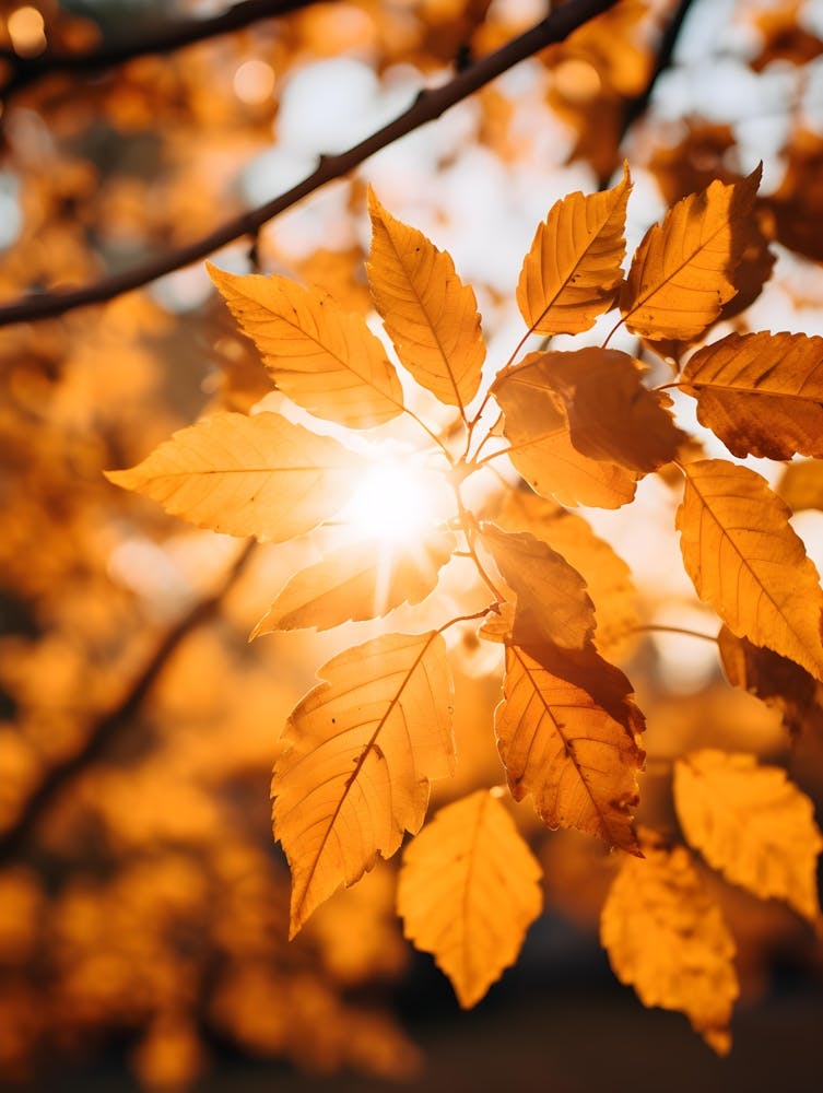Autumn Leaves In The Sunlight