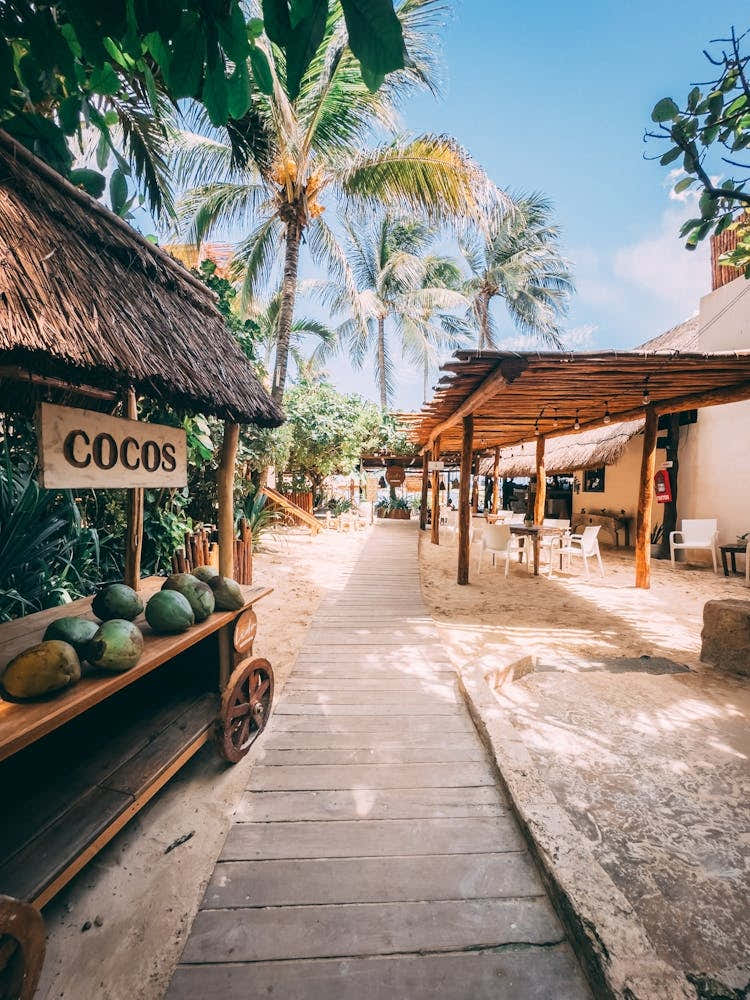 Coconut On The Beach