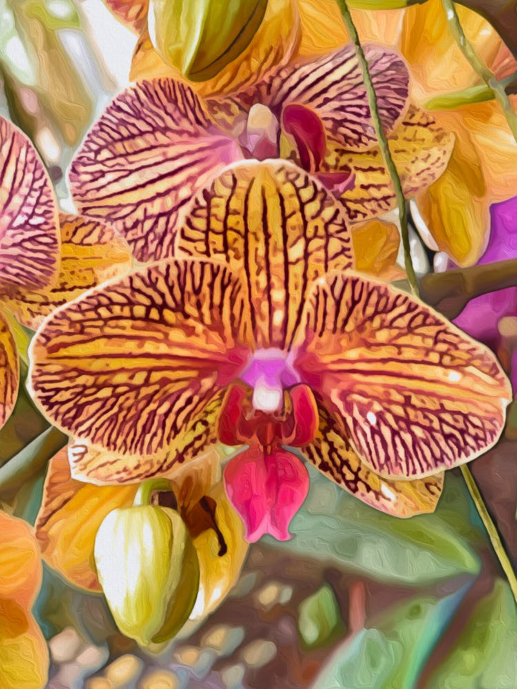 Moth Orchid