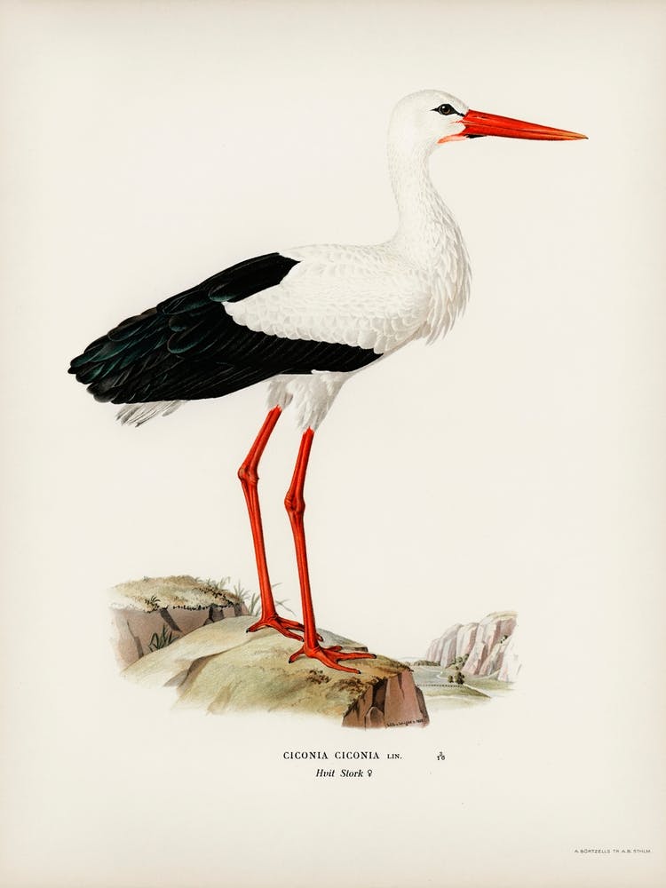 White Stork (Ciconia Ciconia), The Von Wright Brothers