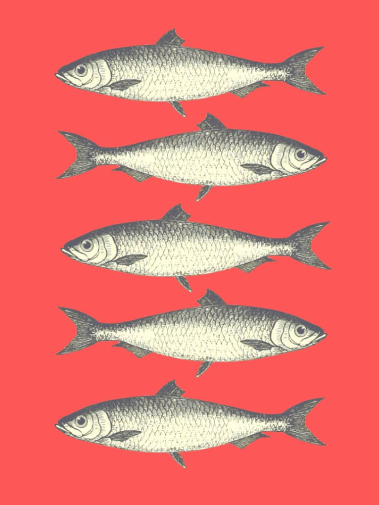 Sardines - Red