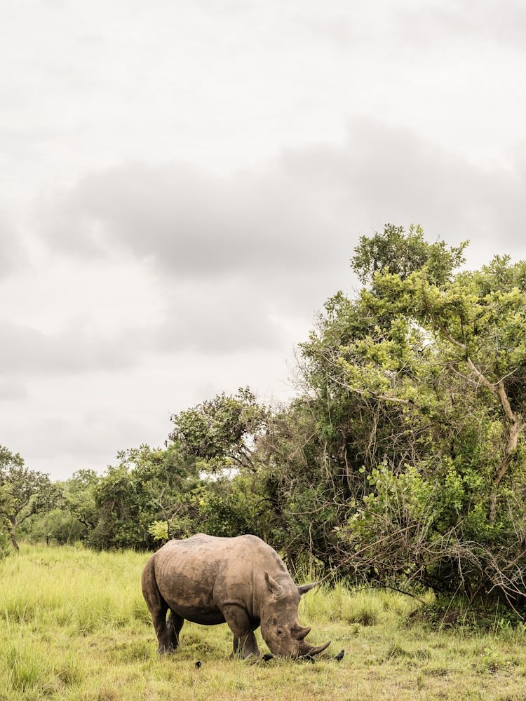 Rhino Grazing In Africa