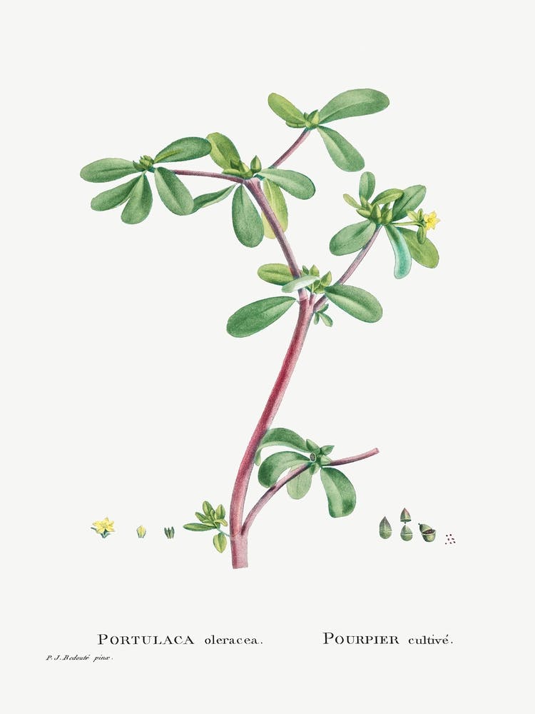 Portulaca Oleracea, Pierre Joseph Redoute