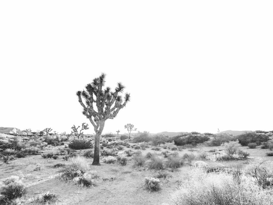Joshua Tree Bw
