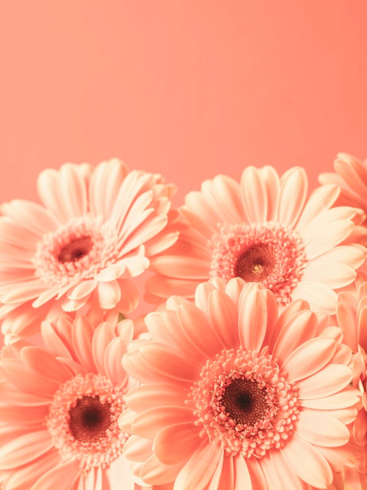 4 peach colored blooming beauties gerbera flowers in monochrome peach fuzz trend - nature and travel photography by Christa Stroo Photography