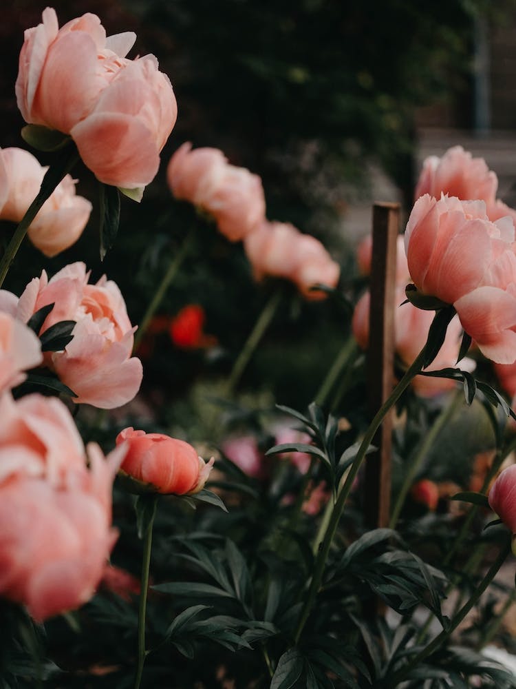 Coral Peonies