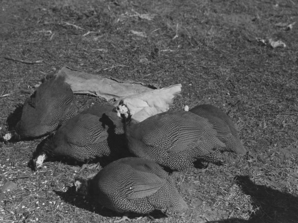 Guinea Hens On Farm Of Pomp Hall, Tenant Farmer, Creek County, Oklahoma, See General Caption Number 23 By