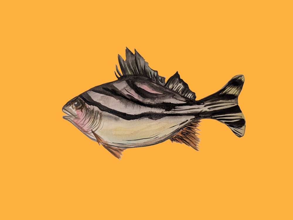 Orange Stripe Fish Illustration