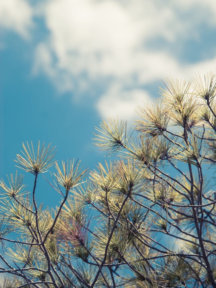 Pine in the sunshine