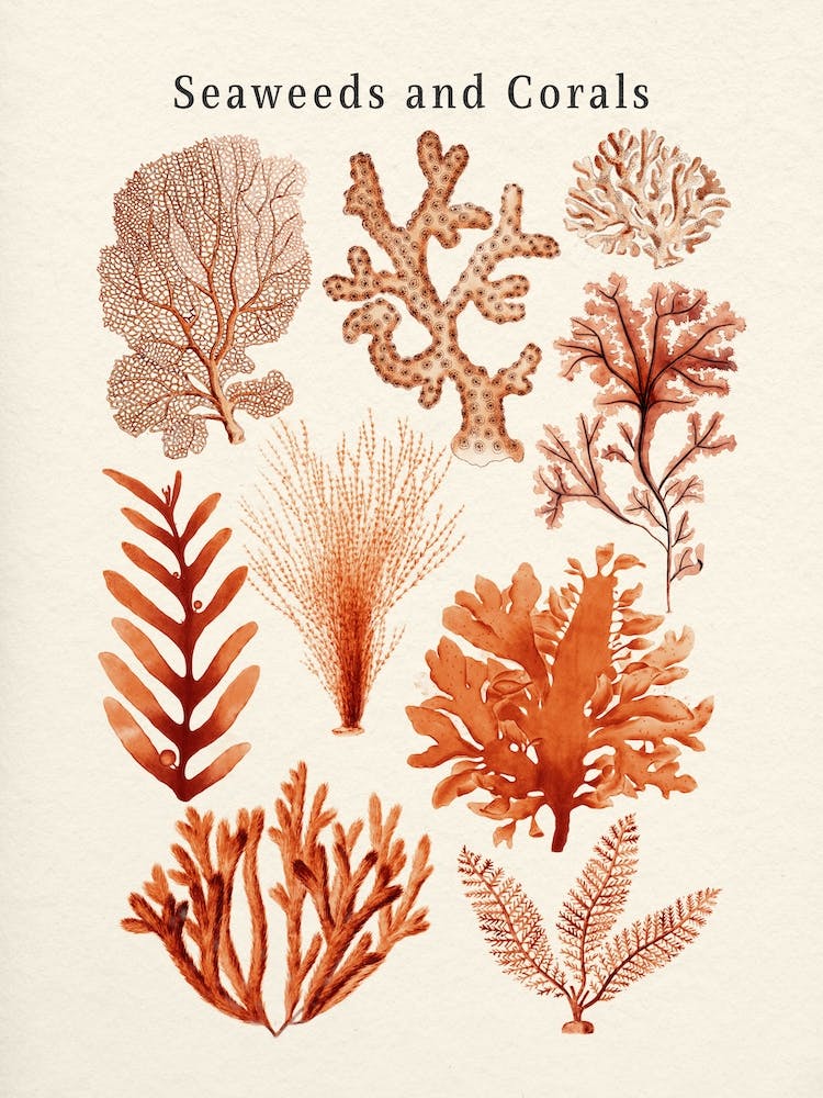 Seaweeds And Corals Collection