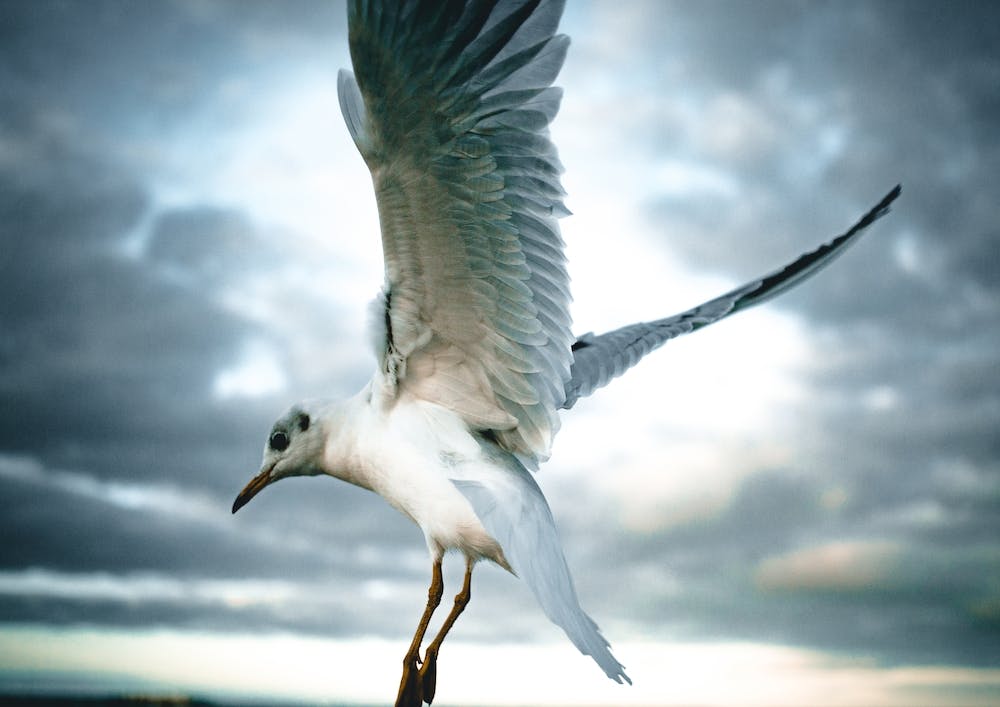 Seagull Ii