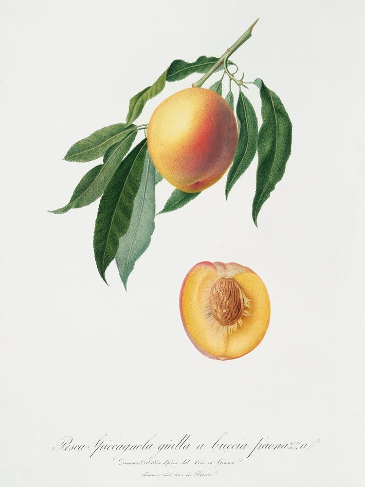Peach (Persica Iulodermis) From Pomona Italiana (1817 1839), Giorgio Gallesio
