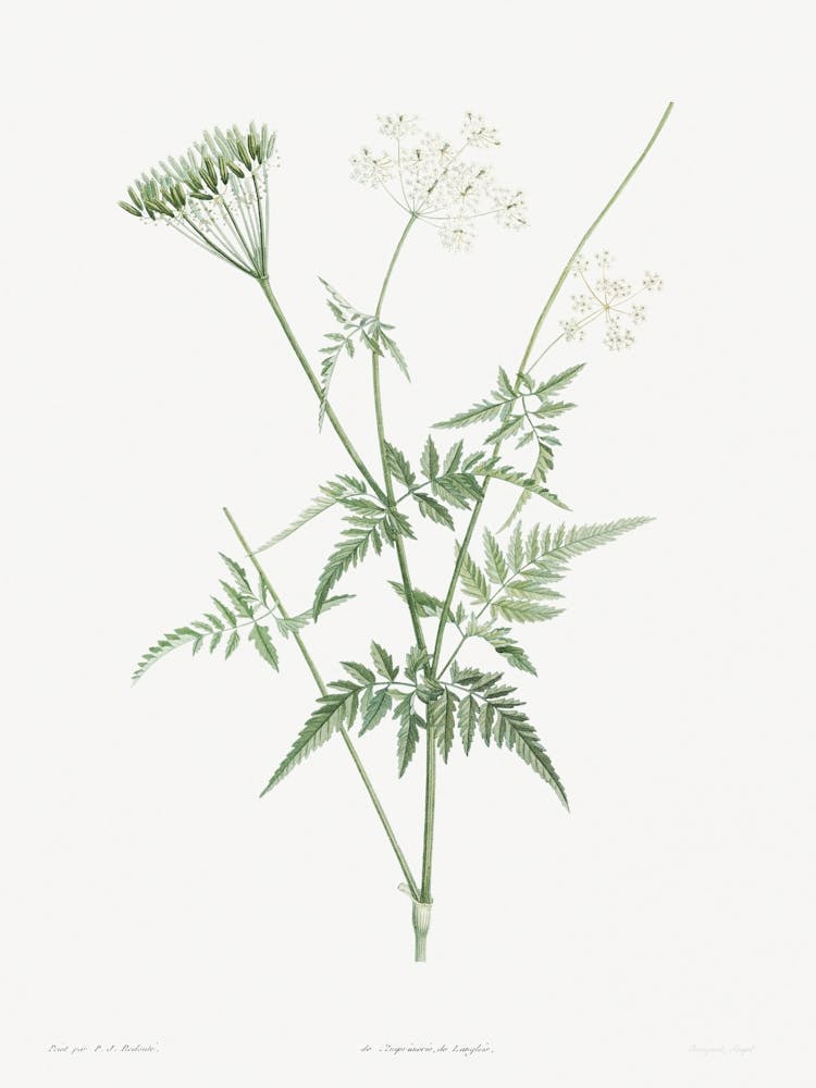 Turnip Rooted Chervil from La Botanique de J. J. Rousseau, Pierre Joseph Redoute