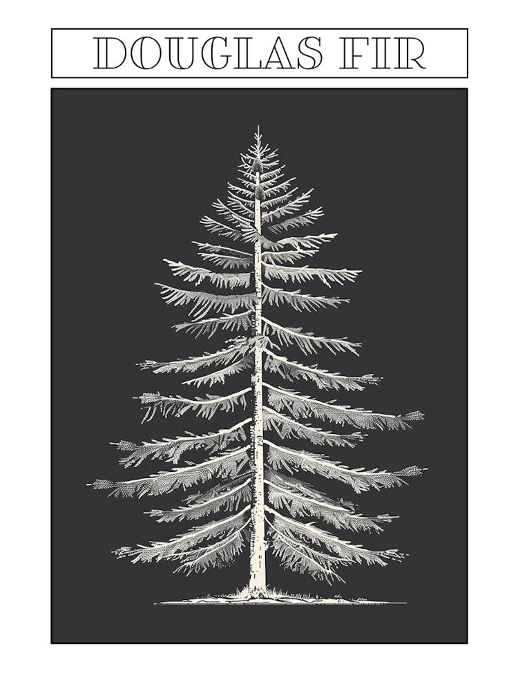 Douglas Fir Tree Minimalistic Drawing 3 Poster