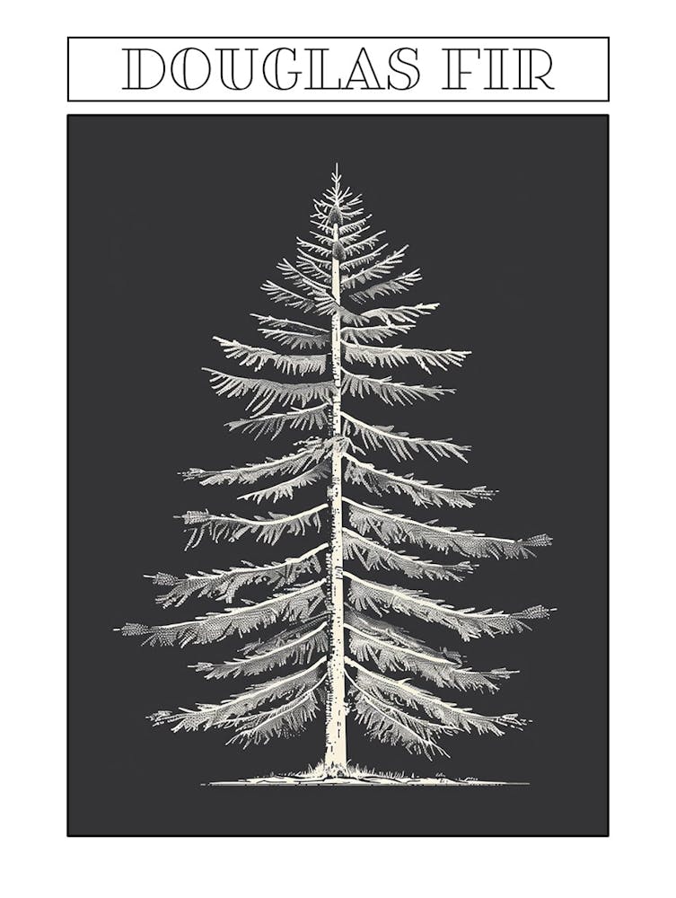 Douglas Fir Tree Minimalistic Drawing 3 Poster