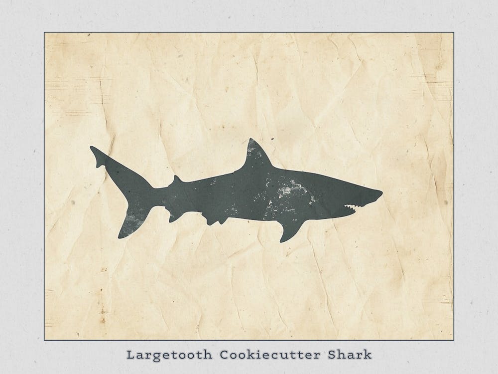 Largetooth Cookiecutter Shark Silhouette 5 Poster