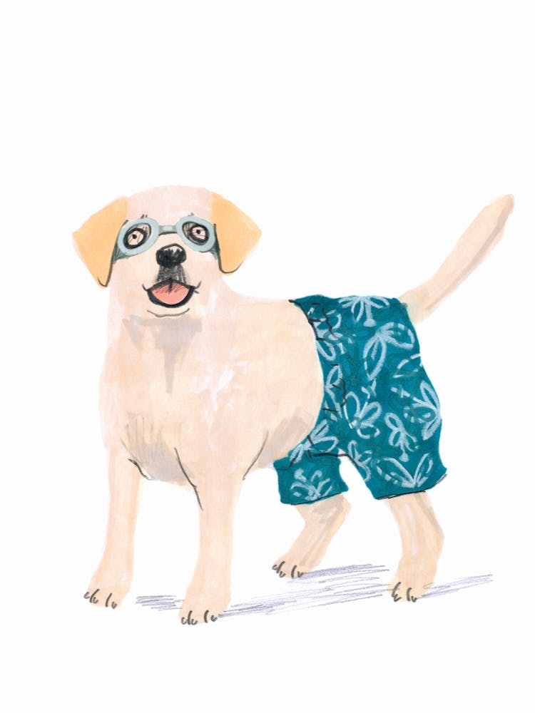 Fy Labrador Swimtime 7200 9600